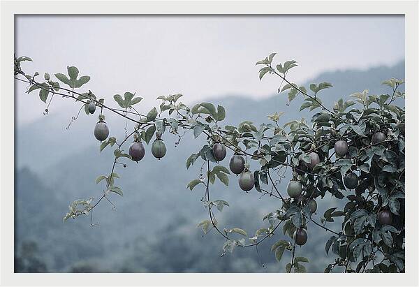 Passion Fruit Vine Serenity