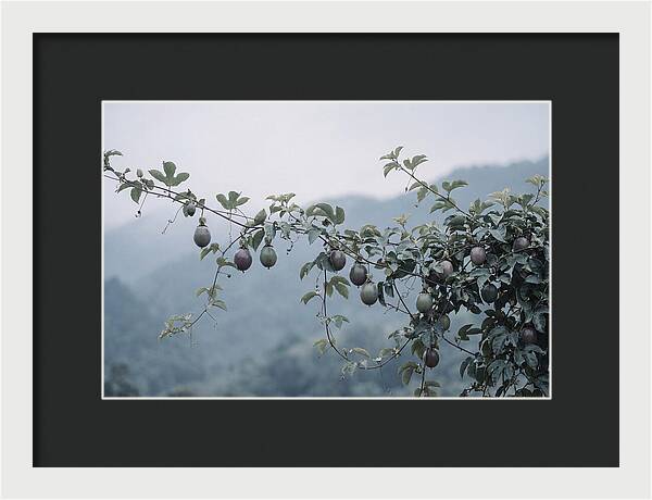 Passion Fruit Vine Serenity
