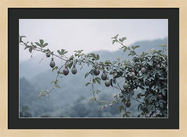 Passion Fruit Vine Serenity