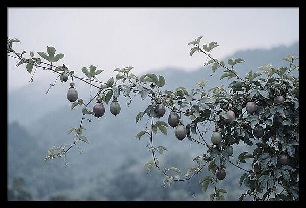 Passion Fruit Vine Serenity