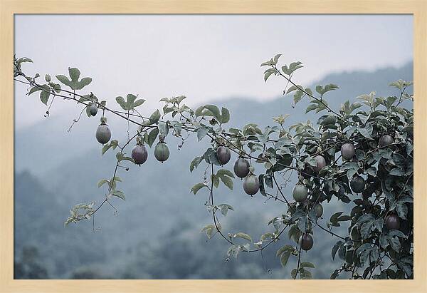 Passion Fruit Vine Serenity