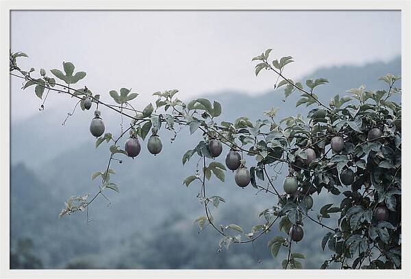 Passion Fruit Vine Serenity