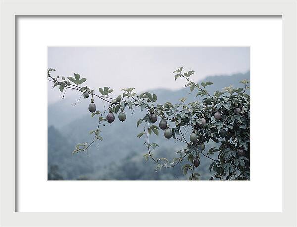 Passion Fruit Vine Serenity