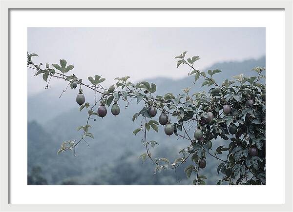 Passion Fruit Vine Serenity