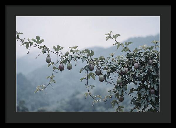 Passion Fruit Vine Serenity