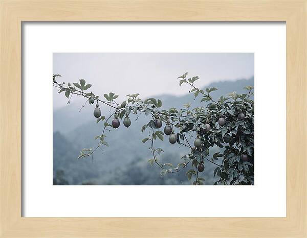 Passion Fruit Vine Serenity