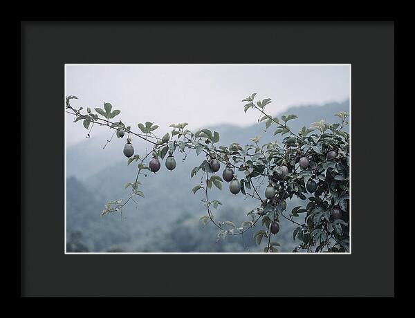 Passion Fruit Vine Serenity