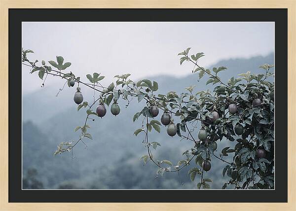 Passion Fruit Vine Serenity