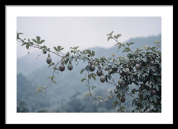 Passion Fruit Vine Serenity
