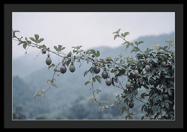 Passion Fruit Vine Serenity