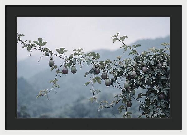 Passion Fruit Vine Serenity