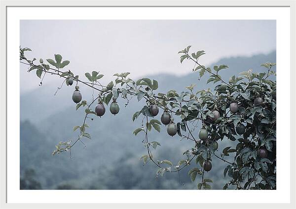 Passion Fruit Vine Serenity
