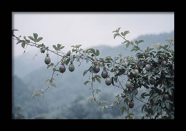 Passion Fruit Vine Serenity