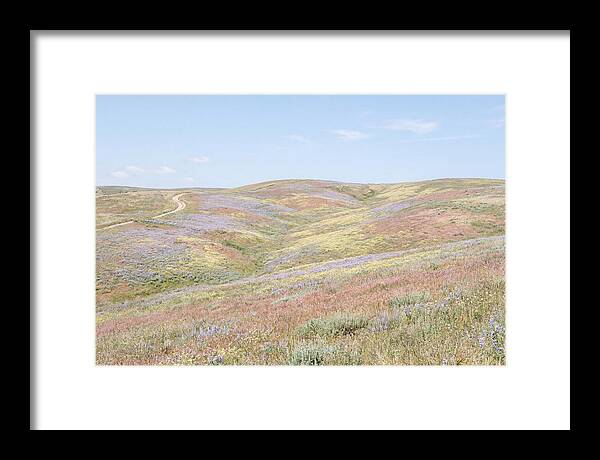 Pastel Hills In Bloom