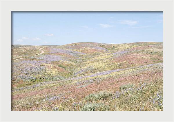 Pastel Hills In Bloom