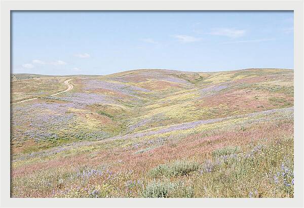 Pastel Hills In Bloom