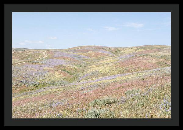Pastel Hills In Bloom