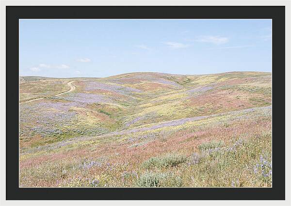 Pastel Hills In Bloom