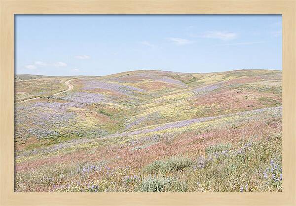 Pastel Hills In Bloom