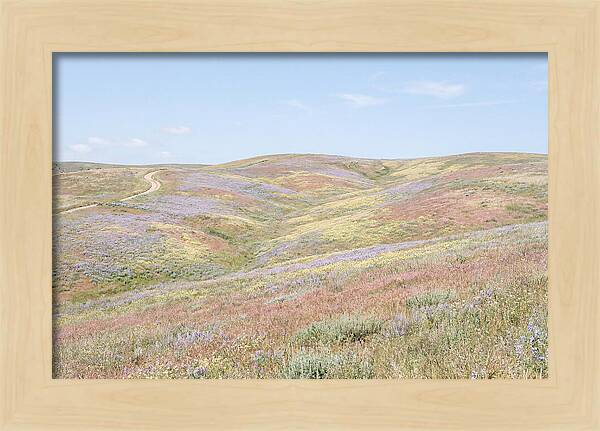 Pastel Hills In Bloom