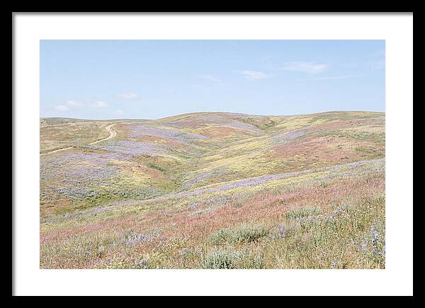 Pastel Hills In Bloom
