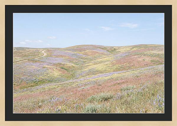Pastel Hills In Bloom