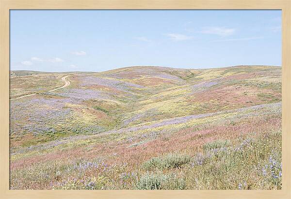 Pastel Hills In Bloom