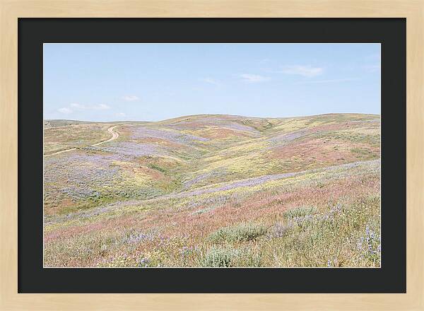 Pastel Hills In Bloom