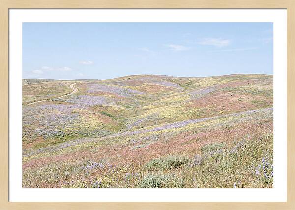 Pastel Hills In Bloom