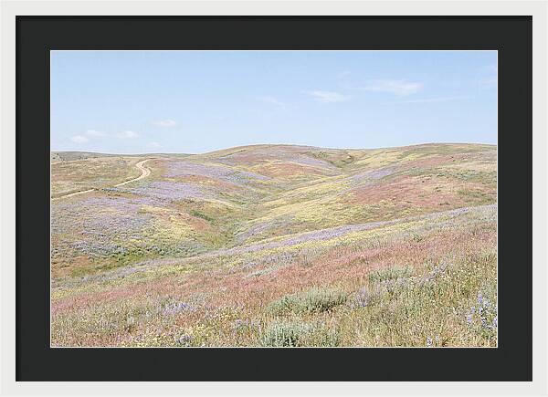 Pastel Hills In Bloom