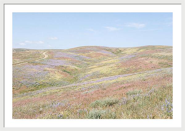Pastel Hills In Bloom