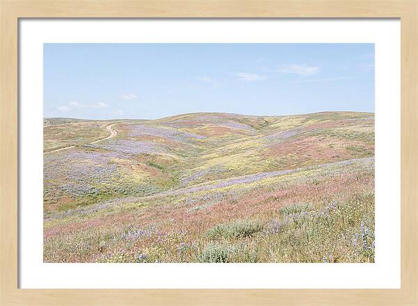 Pastel Hills In Bloom