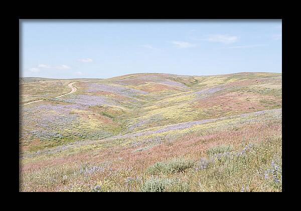 Pastel Hills In Bloom