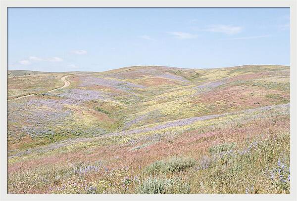 Pastel Hills In Bloom