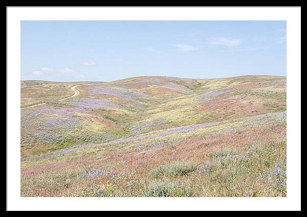 Pastel Hills In Bloom