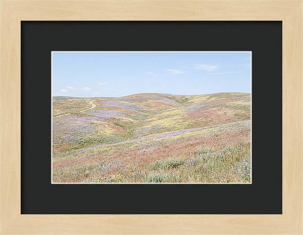 Pastel Hills In Bloom