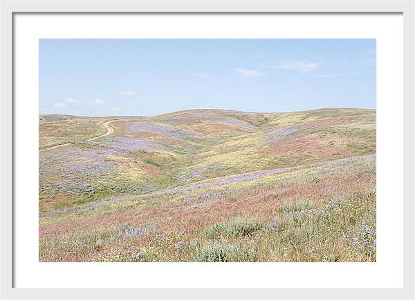Pastel Hills In Bloom
