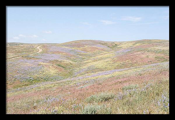 Pastel Hills In Bloom