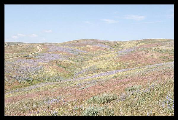 Pastel Hills In Bloom