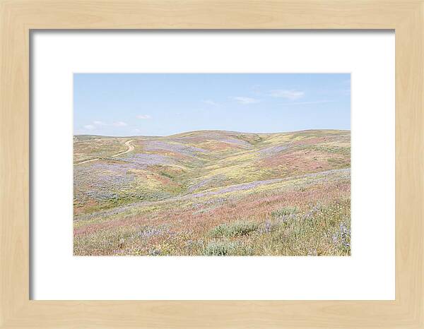 Pastel Hills In Bloom