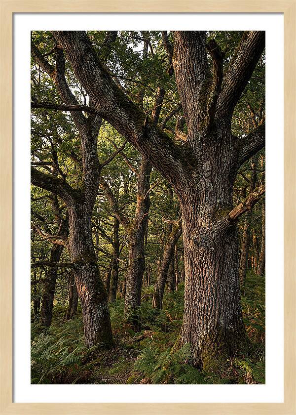 Patterns In Oak Bark