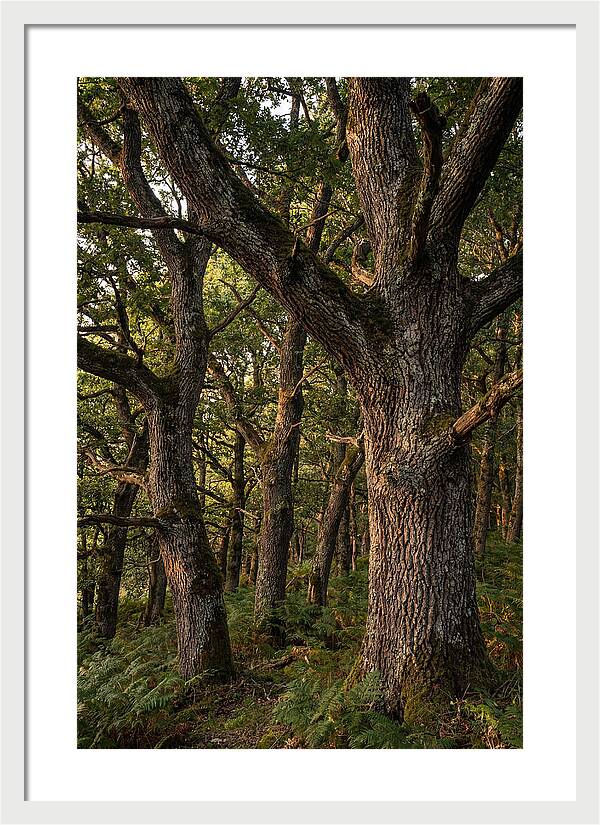 Patterns In Oak Bark