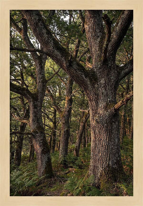 Patterns In Oak Bark