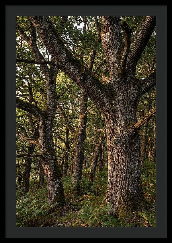 Patterns In Oak Bark