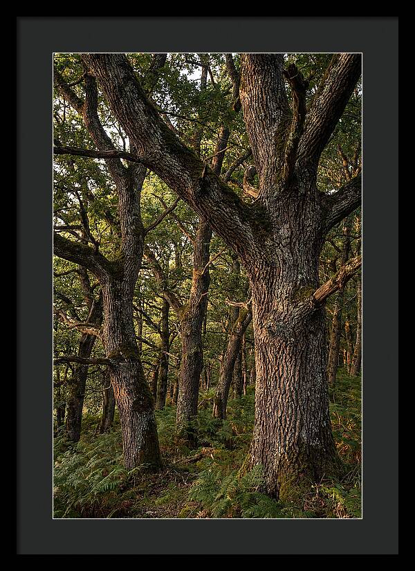 Patterns In Oak Bark