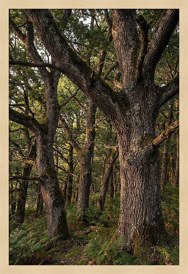 Patterns In Oak Bark