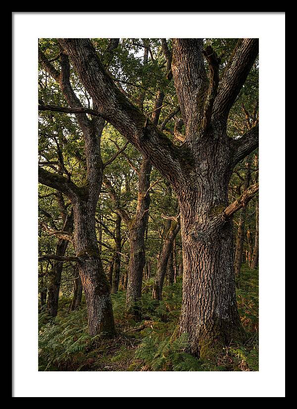 Patterns In Oak Bark