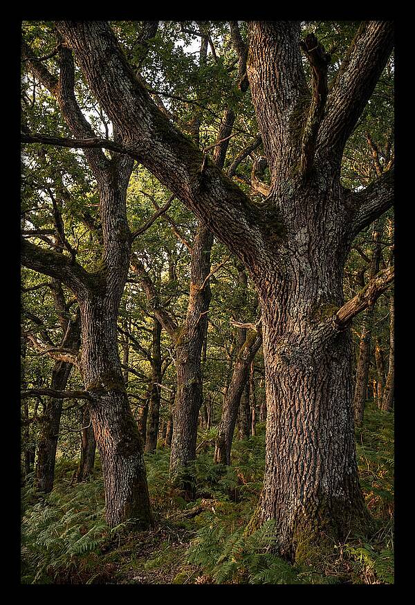 Patterns In Oak Bark