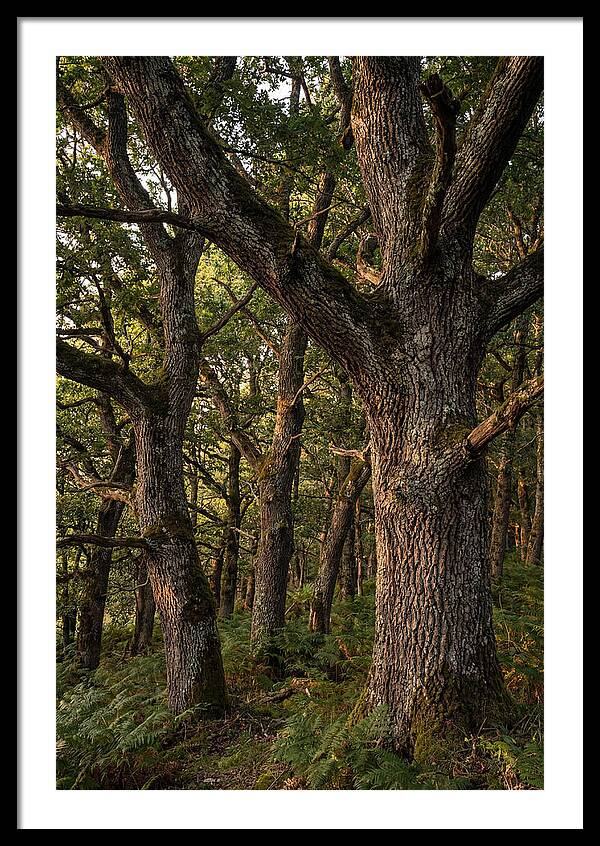 Patterns In Oak Bark