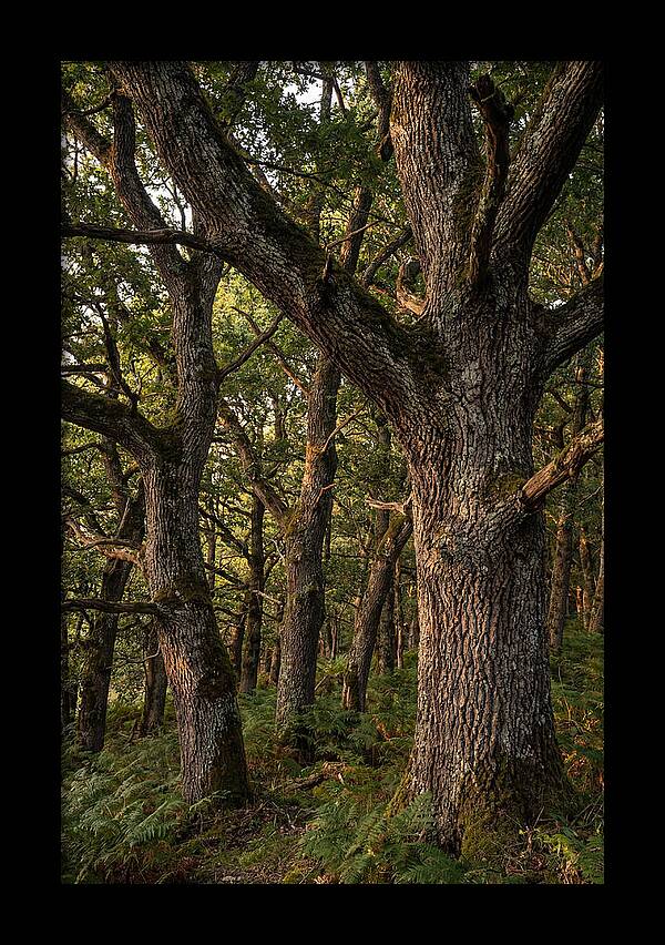 Patterns In Oak Bark